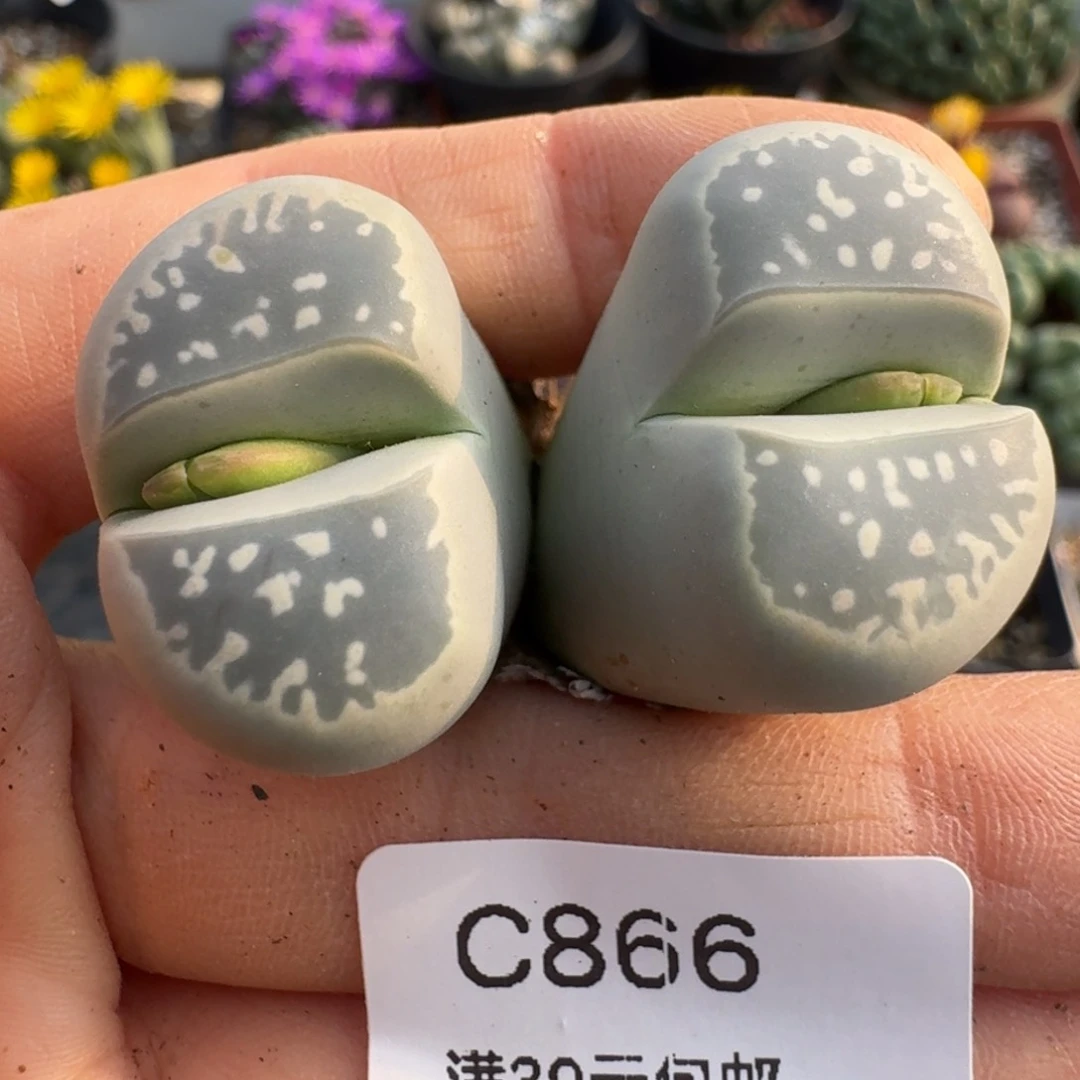 39包邮866福利11111