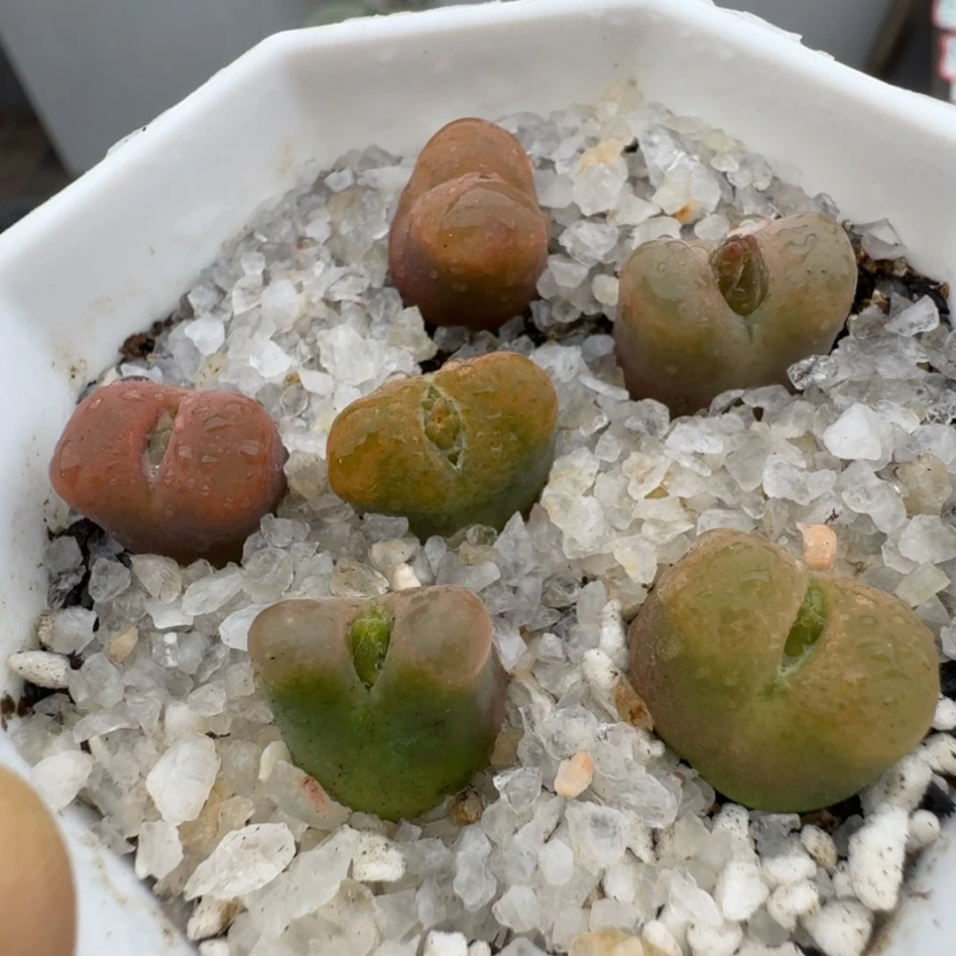 39包邮486福利11111