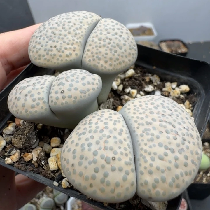 39包邮656福利乐地玉