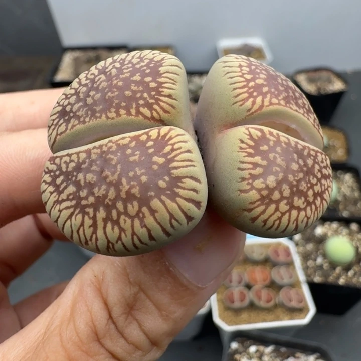39包邮福利759红光阳