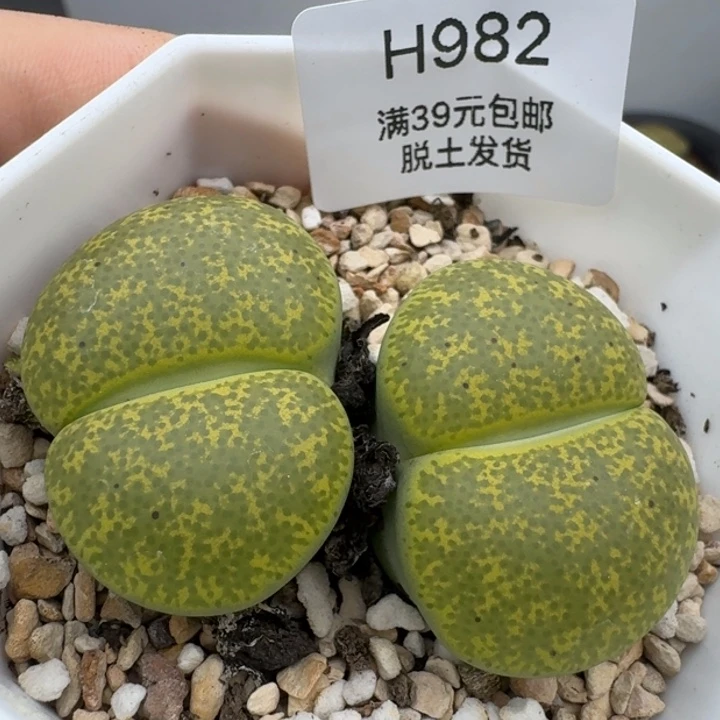 39包邮982福利11111