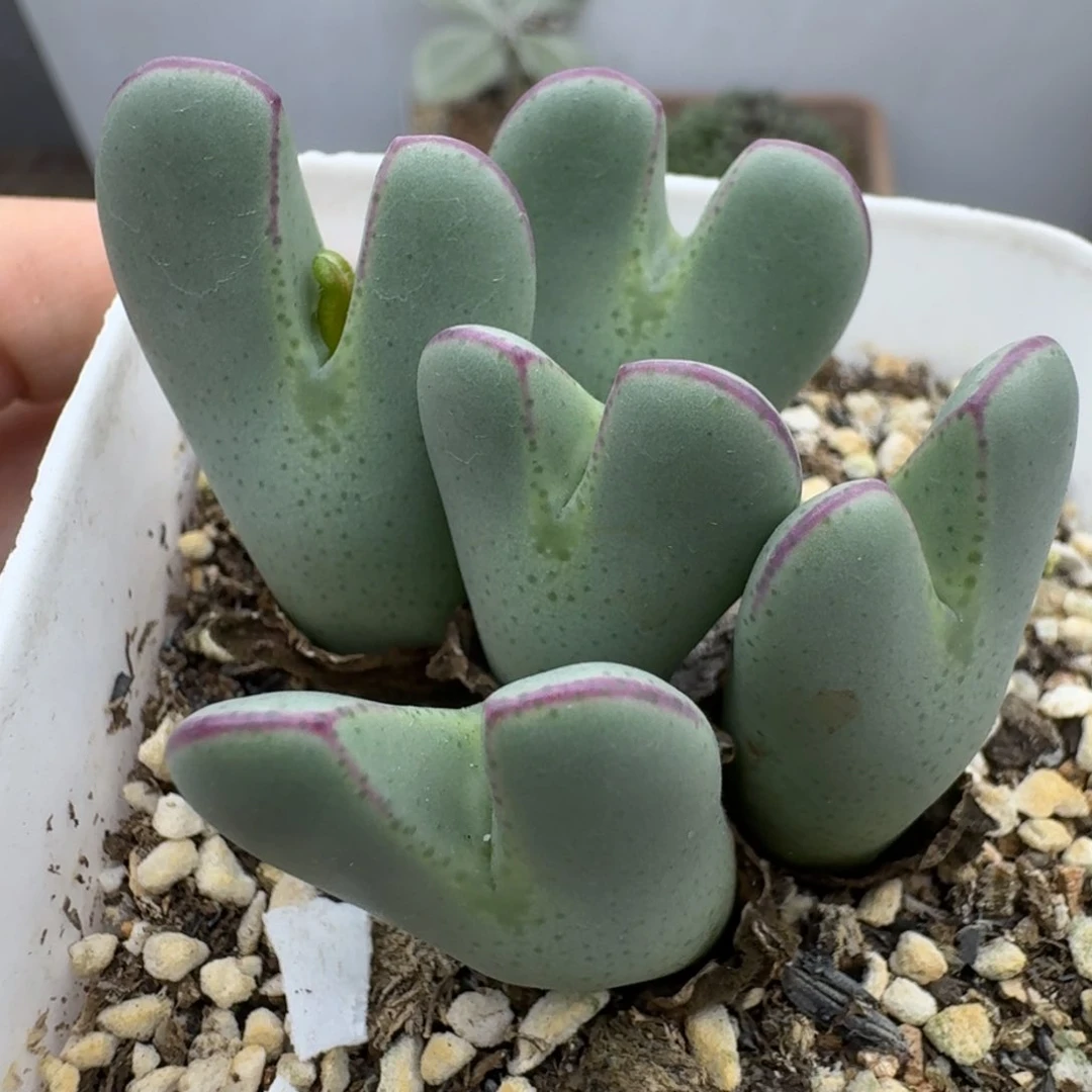 39包邮372福利11111