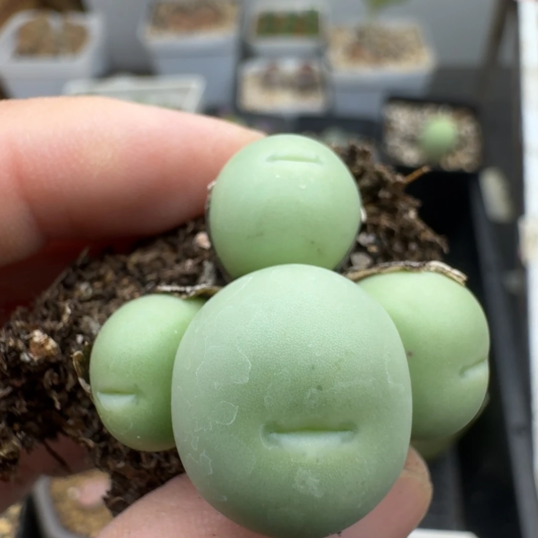 39包邮764福利小拳拳