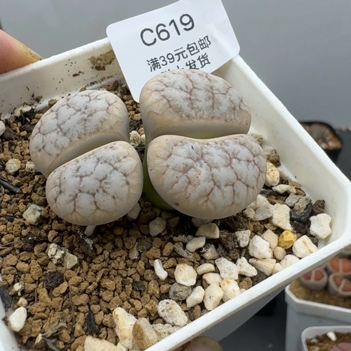 619哈哈哈哈哈哈