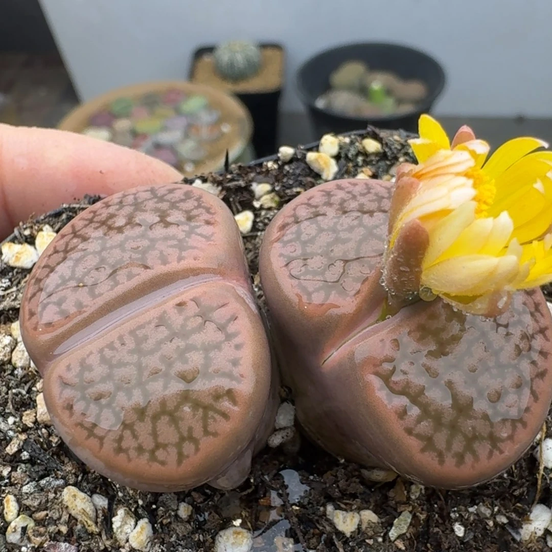 39包邮313福利红富贵