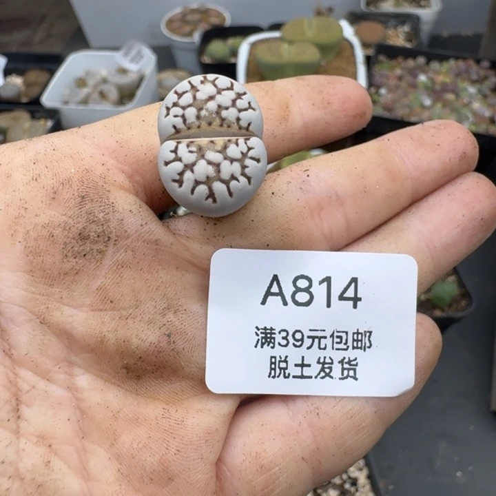 814号给哈哈哈哈哈哈哈哈哈