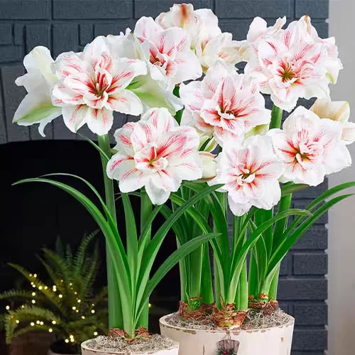 朱顶红水彩画 爆花品种大花品种