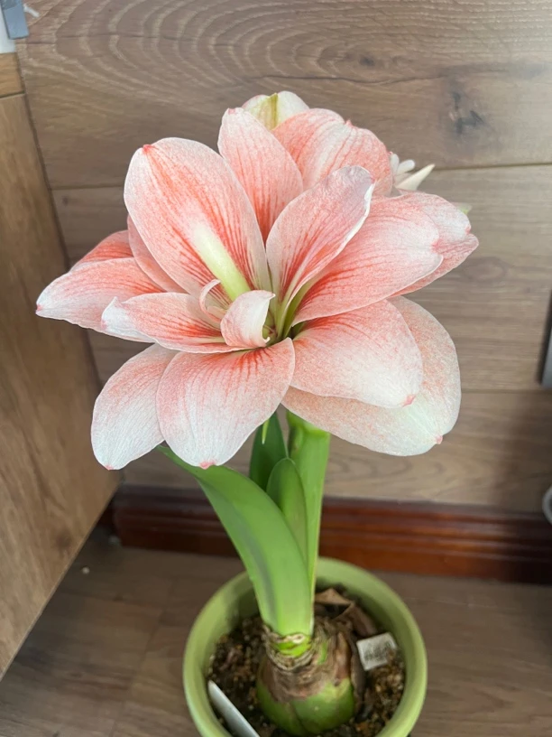 朱顶红粉色荣耀爆花品种