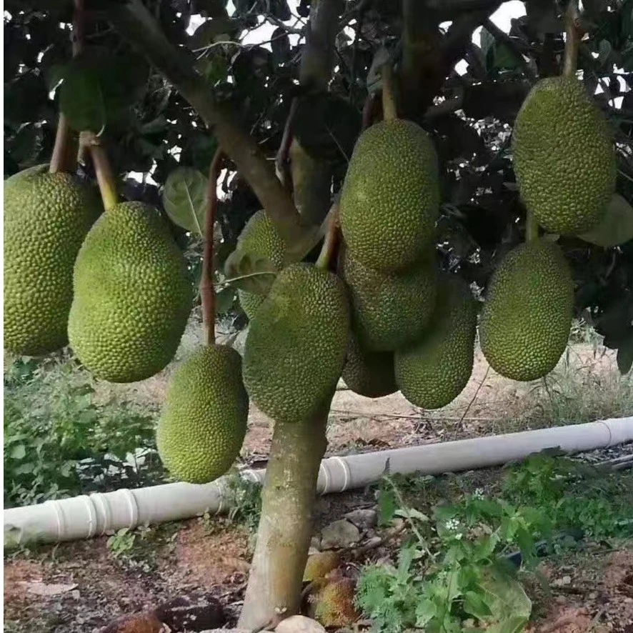 红肉菠萝蜜 四季菠萝蜜 波罗蜜果苗 嫁接果苗 优良品种],