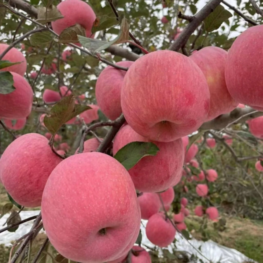 【嫌小勿拍】正宗洛川红富士苹果水果产地直发带箱5斤宝宝果