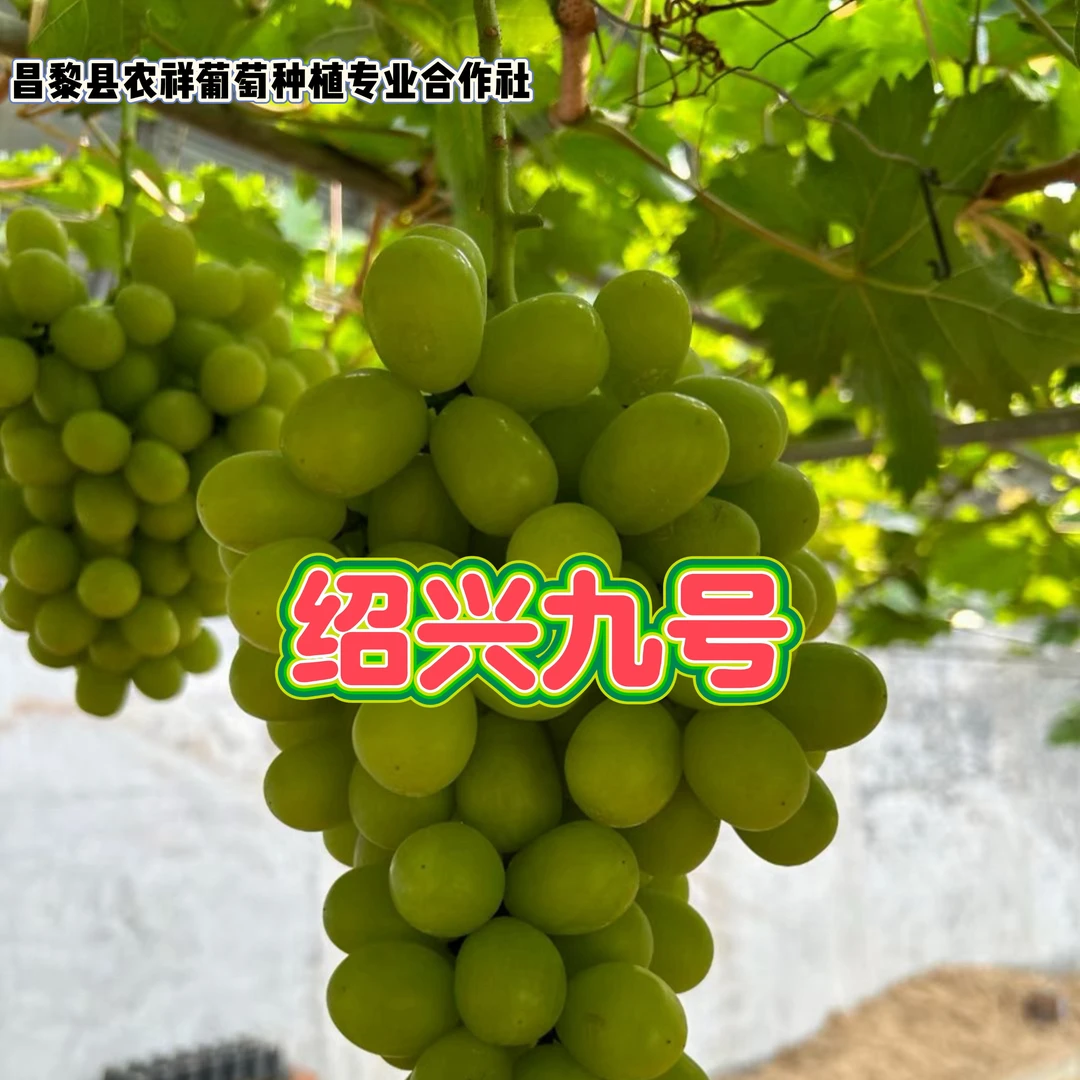 农祥苗木～天王 绍兴9号共5棵【嫁接】