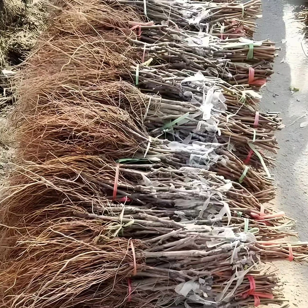 贝达，3309阳光玫瑰（10颗）