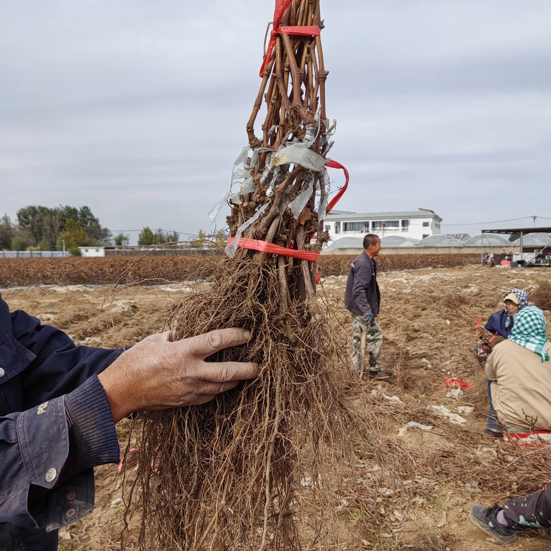早熟绍兴九号葡萄苗10颗