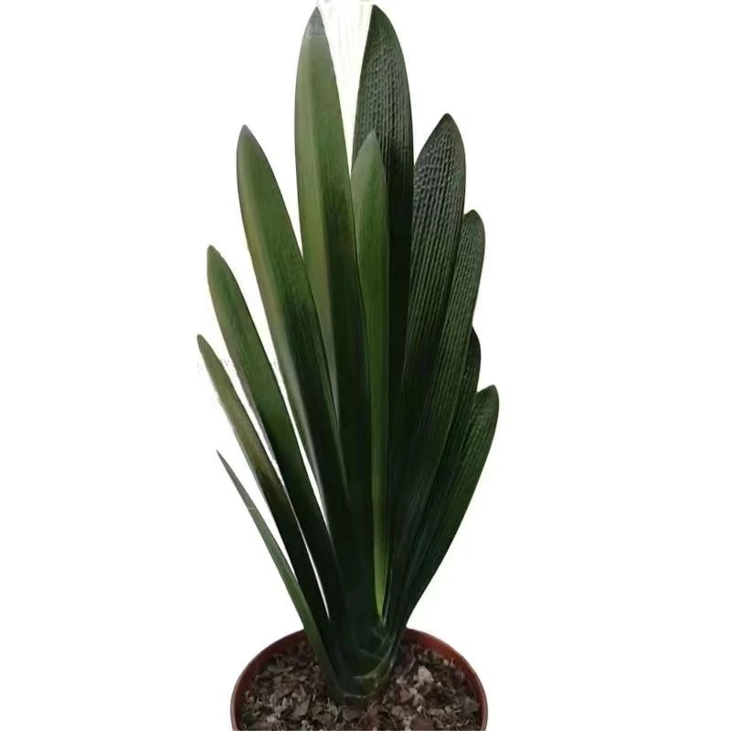 长春心心君子兰.直播间为准