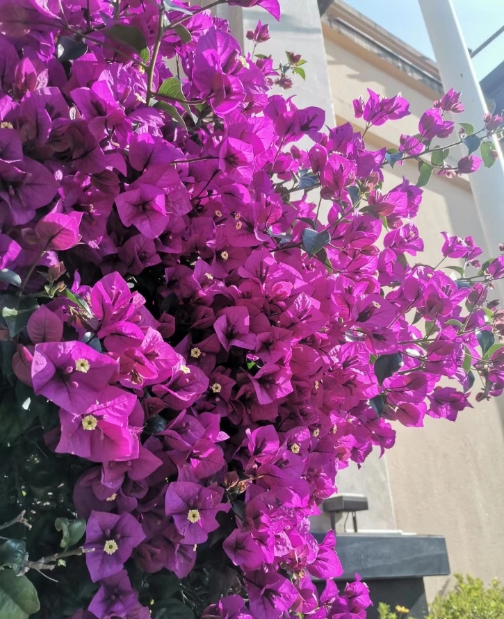 【三角梅老桩】运输过程中掉花掉叶破皮是正常情况（不售后）介意慎拍