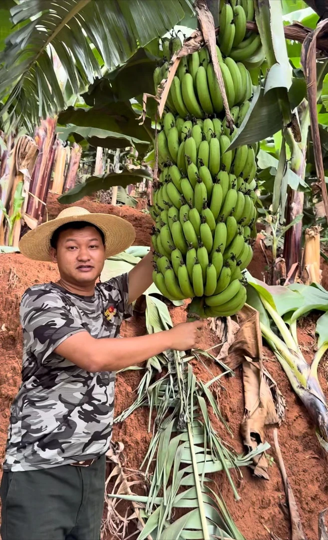 云南本地高山特产农村新鲜采摘散装香蕉（需自己回去催熟）