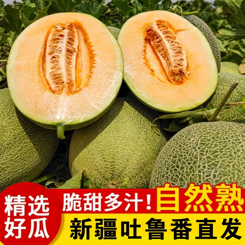 【主播福利10斤】新疆西州甜蜜吐鲁番新鲜大果西洲蜜好吃哈密瓜包赔