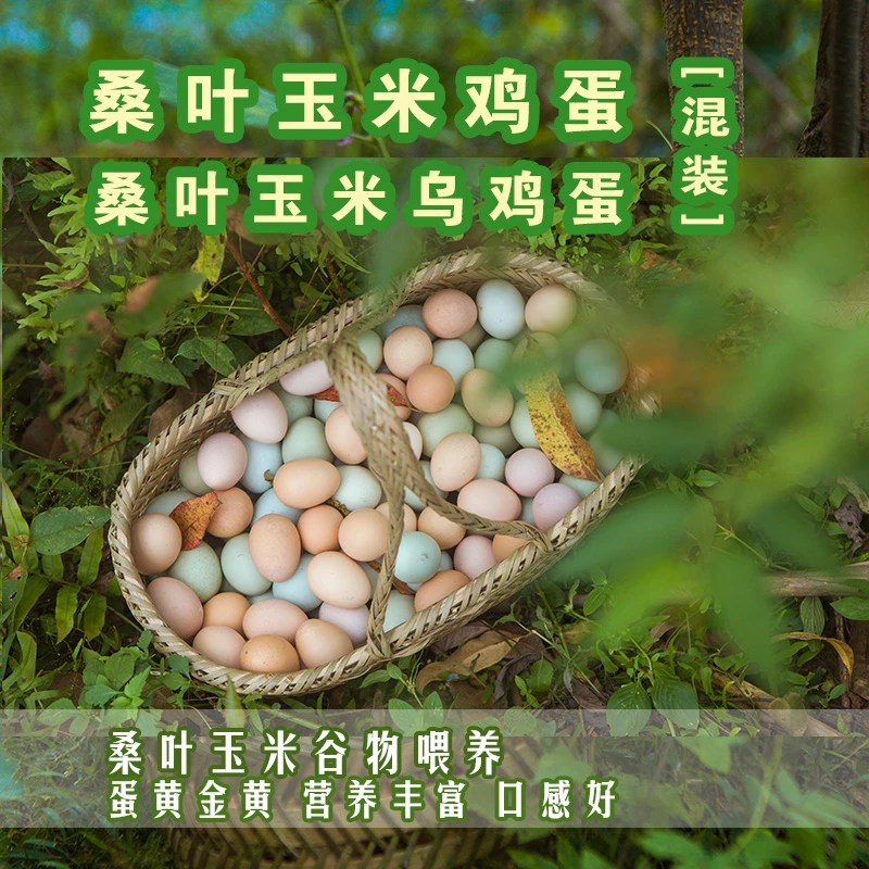桑叶玉米土鸡蛋和乌鸡蛋混装     散养 初生蛋  食用健康营养