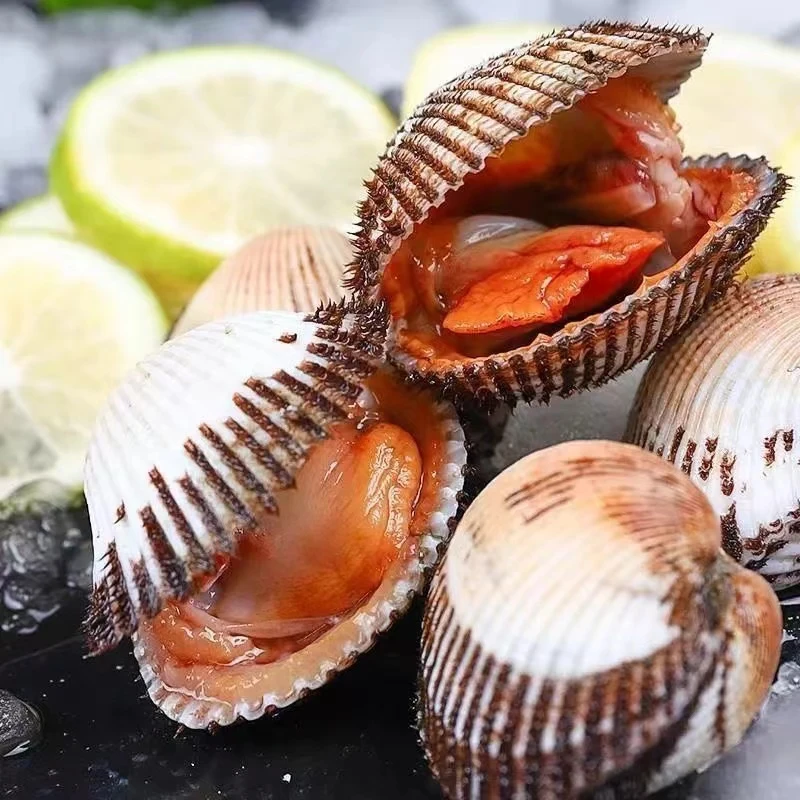 新鲜海捕毛蛤蜊 鲜活发货 营养丰富 坏单包赔 净重4斤冷冻产品