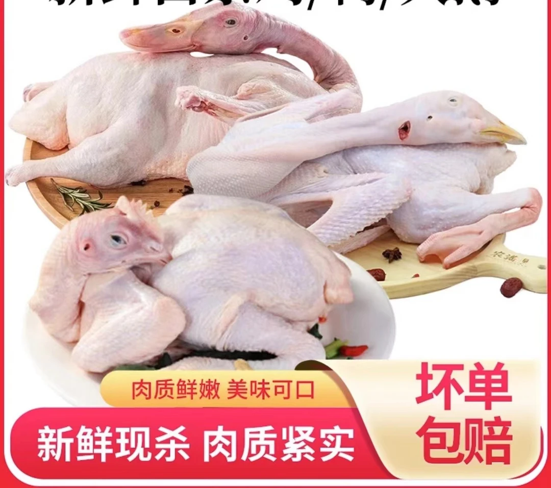 【吉祥三宝】散养大白鹅送一只鸭子加一只三黄鸡到手总重量9.5斤