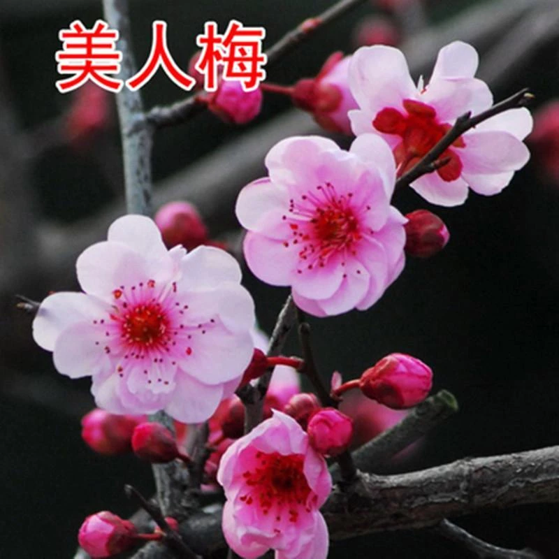 原生美人梅地栽盆栽耐寒植物