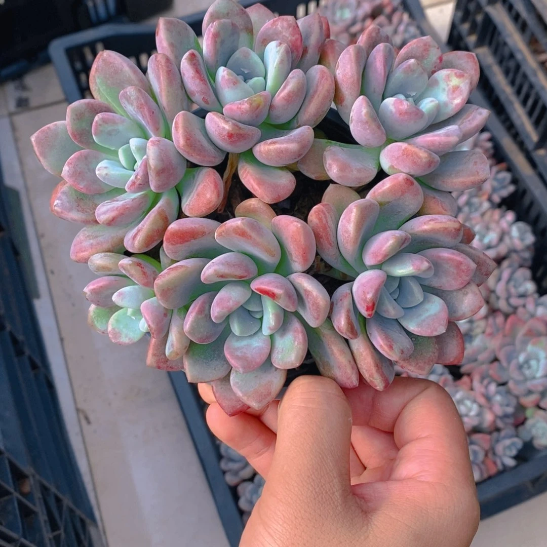 12盆花斑露带盆土