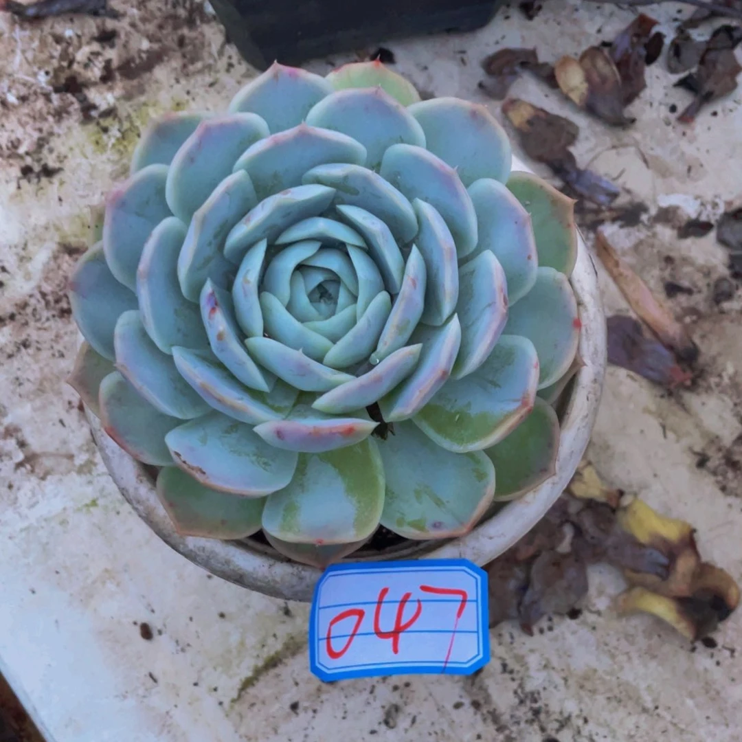 一物一拍单头047