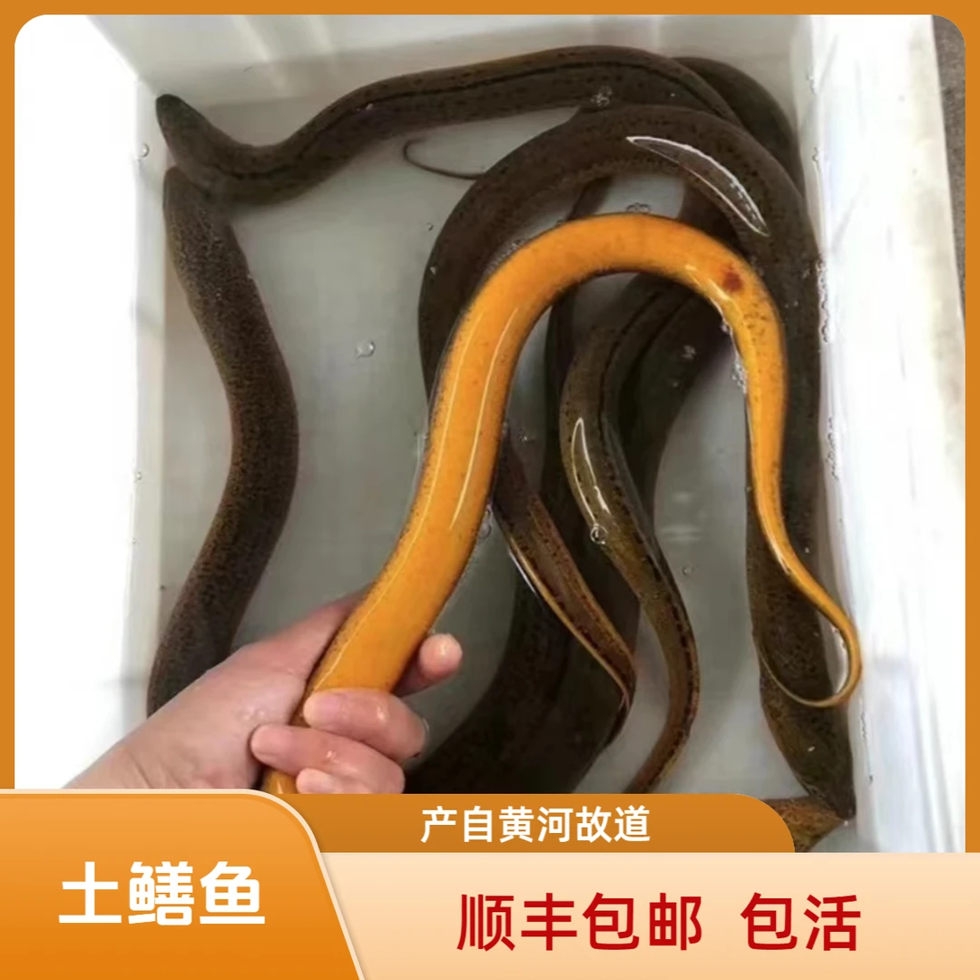 盘龙鳝 土黄鳝   土泥鳅 黄河故道  涡河流域  纯天然土黄鳝