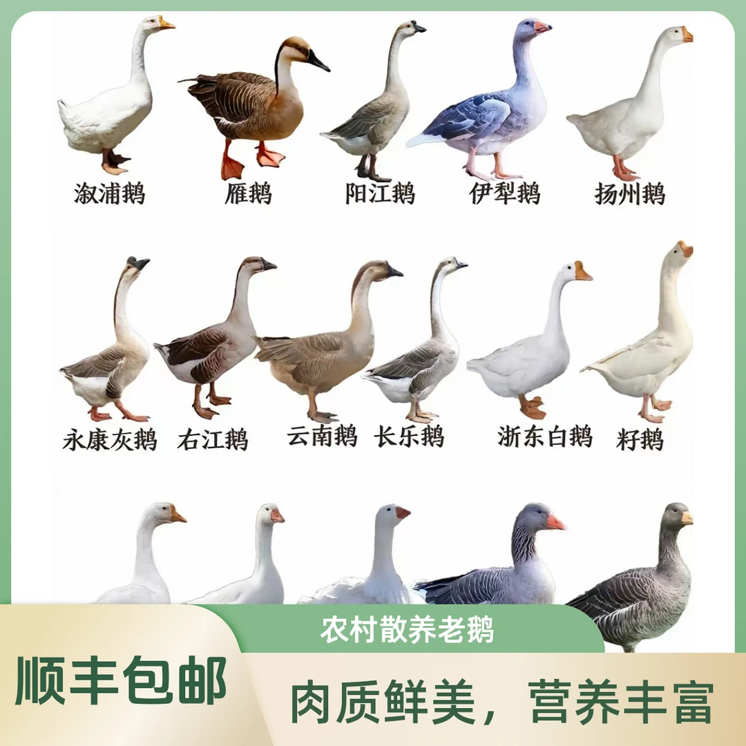 农村散养土鹅老鹅 肉质鲜美 顺丰包邮（重量以直播间实物为准）