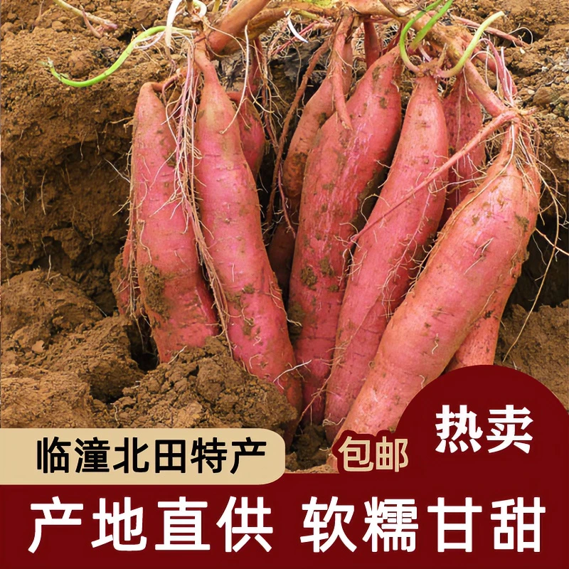 qinshiliu/秦十六陕西临潼板栗红薯香甜新鲜皮薄肉厚健康3/5/9斤