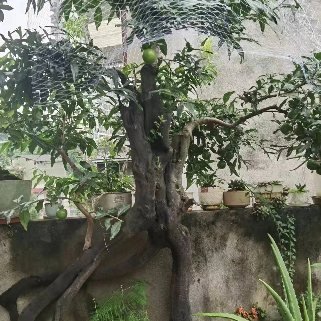 灌木金弹子（一物一拍）