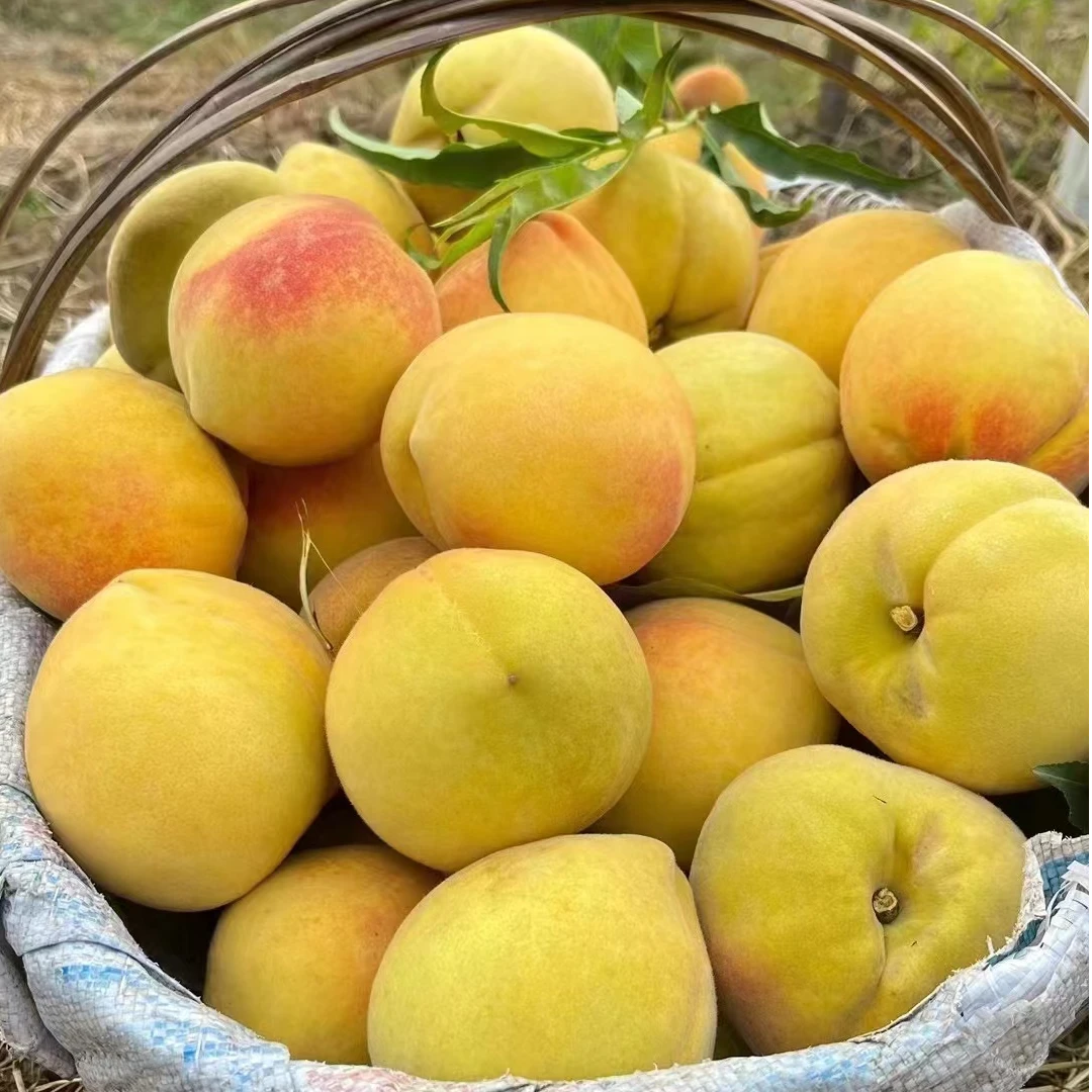 小核肉多 4.5-5斤 黄桃 日照充足不套袋 产地现摘直发 脆甜多汁