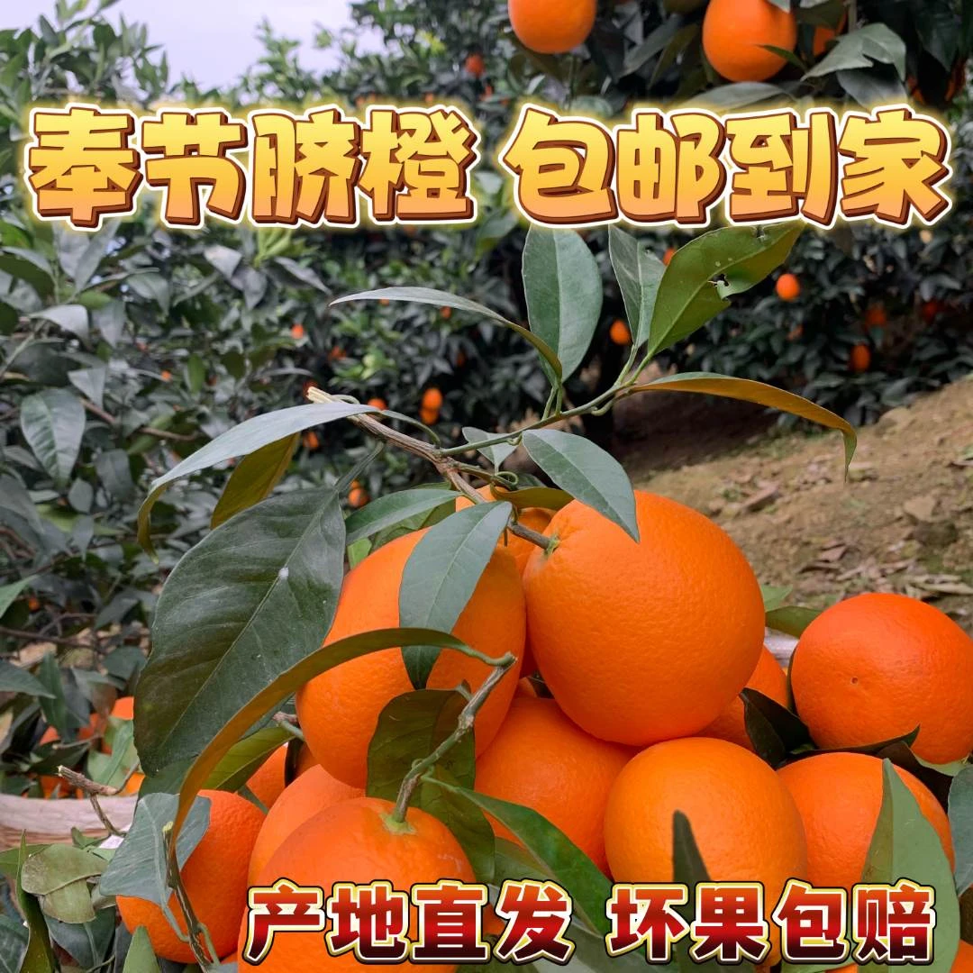 刘晴【顺丰快递】重庆奉节脐橙新鲜采摘5/10/20斤带箱新鲜多汁