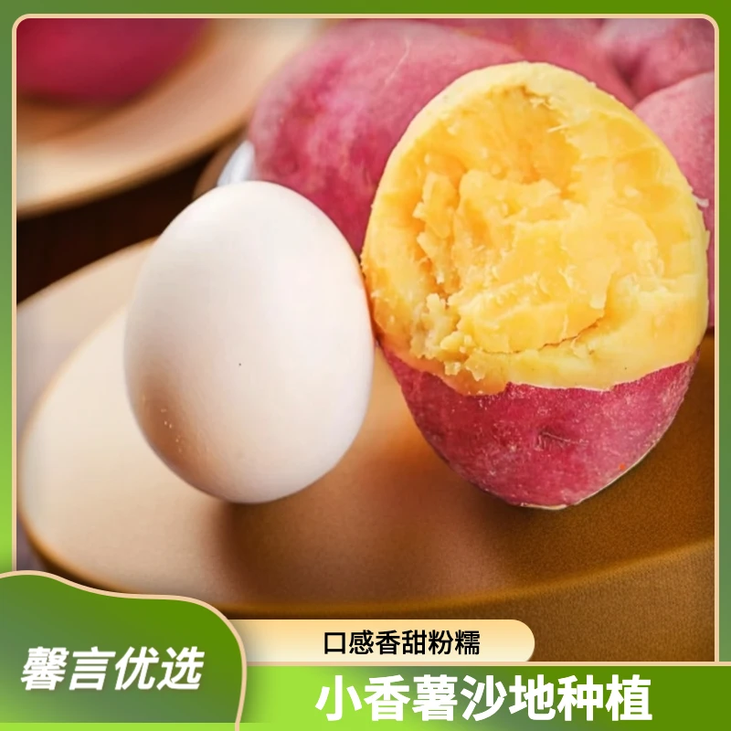 馨言严选鸡蛋小香薯沙地种植红薯蒸煮粉面香甜 新鲜鸡蛋红薯3~5斤