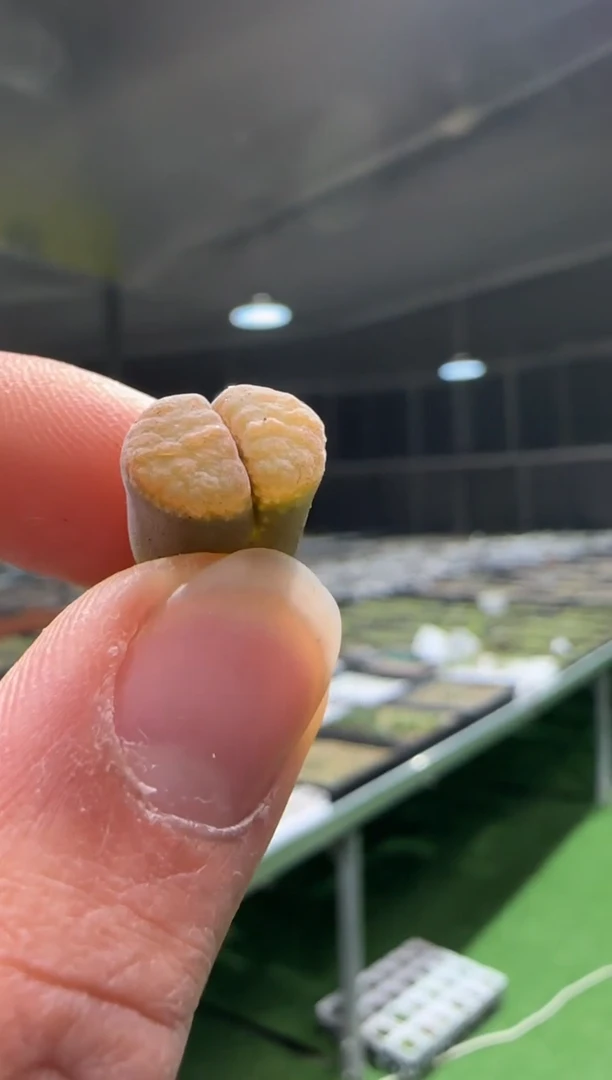 【闪购商品】23-383菠萝蜜一个一组