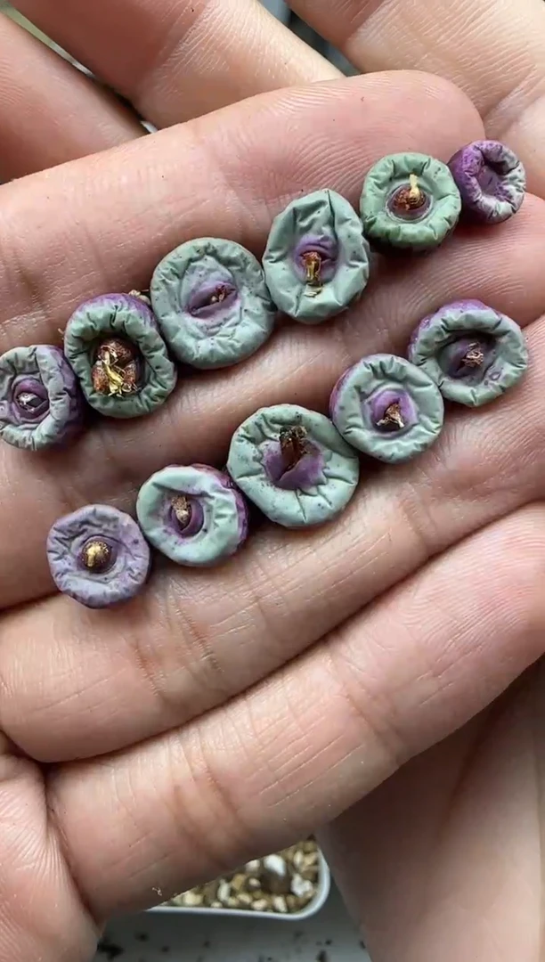 【闪购商品】29-265  SW嘴一个一组
