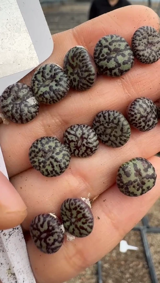 【闪购商品】11-17红椒安贞一颗