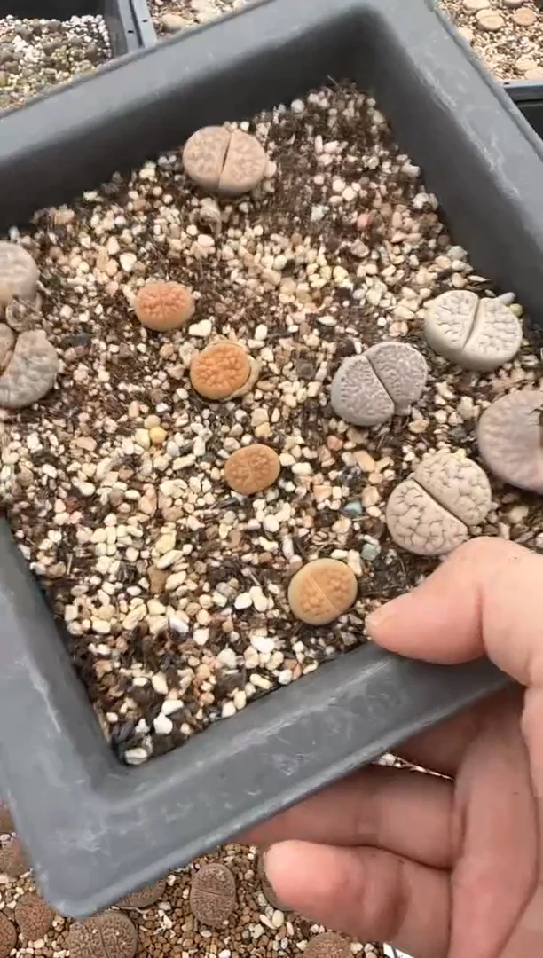 【闪购商品】20-150