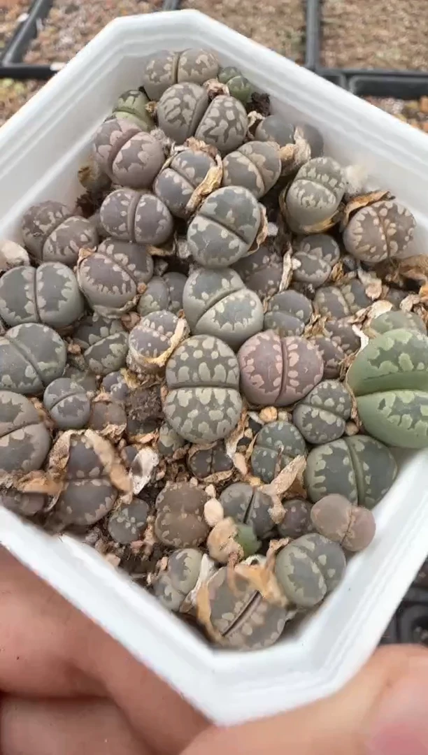 【闪购商品】20-115