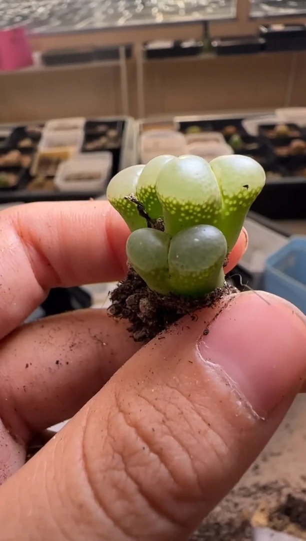 【闪购商品】29-481