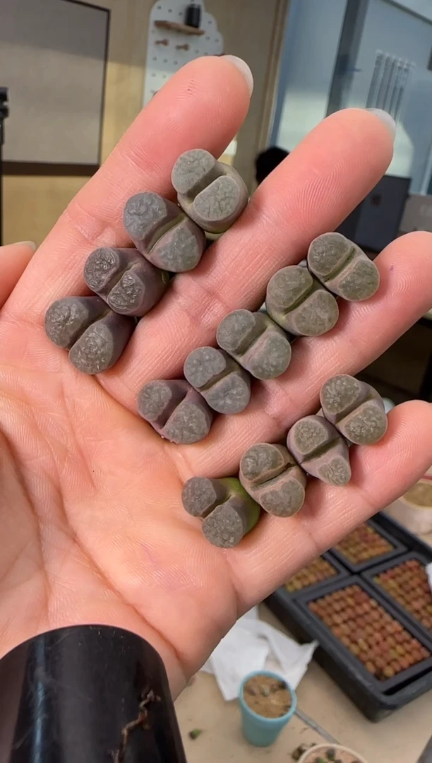 【闪购商品】22-29   紫云banke一颗