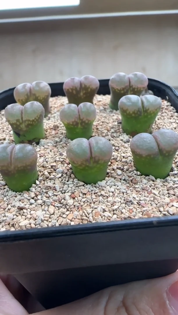【闪购商品】20-38紫罗兰一个一组