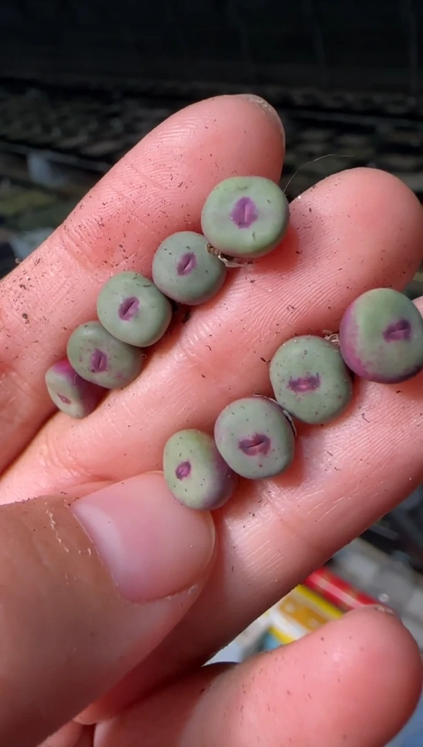 【闪购商品】3-82   SSG0094一颗