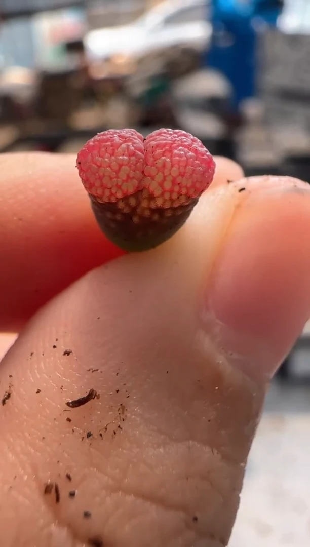 【闪购商品】17-94