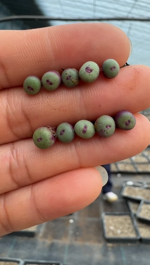 【闪购商品】11-7   1380b（尺寸不大）一颗