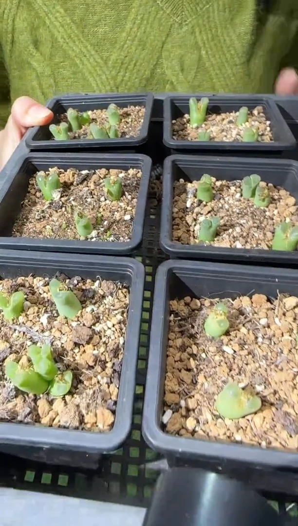 【闪购商品】31-62磊哥佛肚一个一组