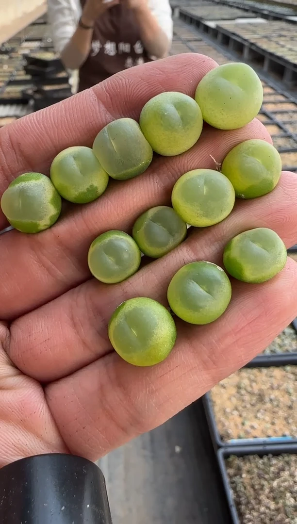 【闪购商品】29-11拉登一个一组