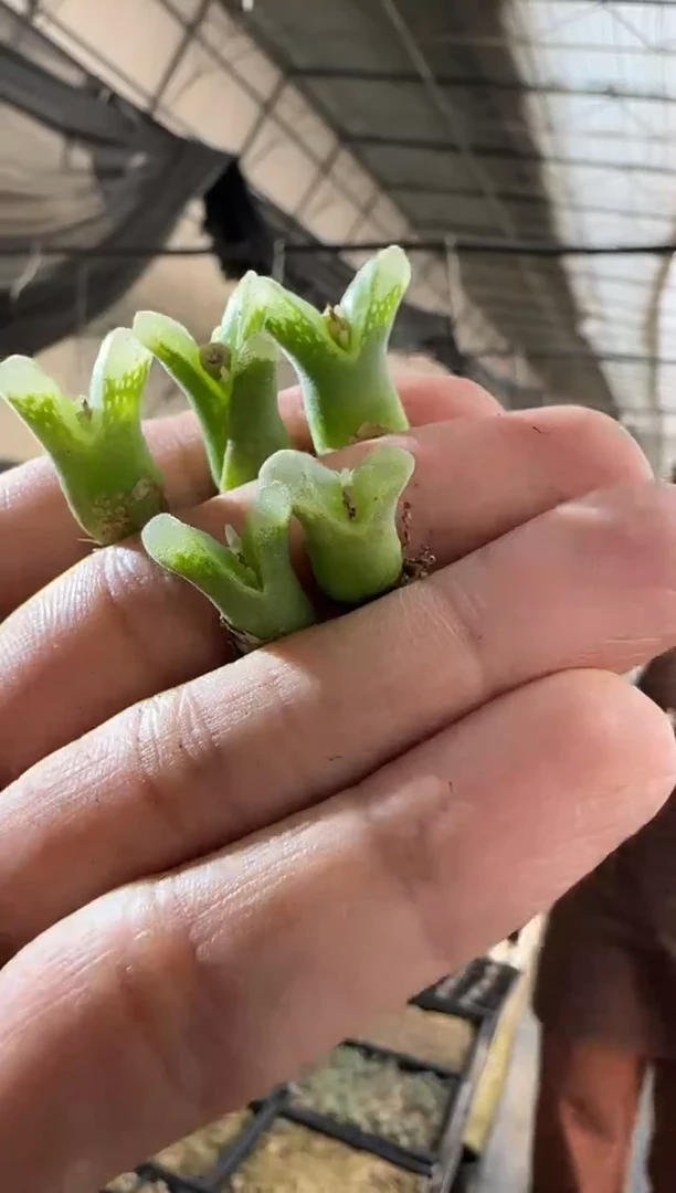 【闪购商品】29-2大鱼叉一个一组
