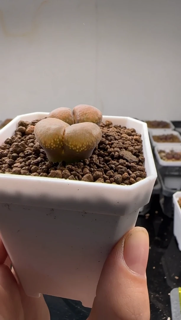 【闪购商品】24-166