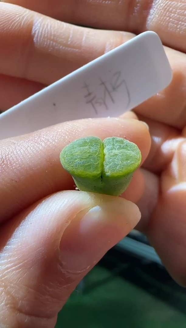 【闪购商品】23-367青柠一个一组